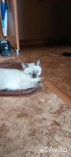 Котёнок мальчик в добрые руки