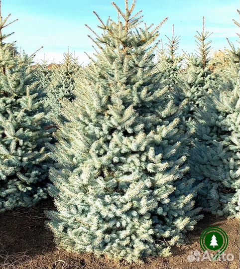 Голубая ель крупномер из своего питомника