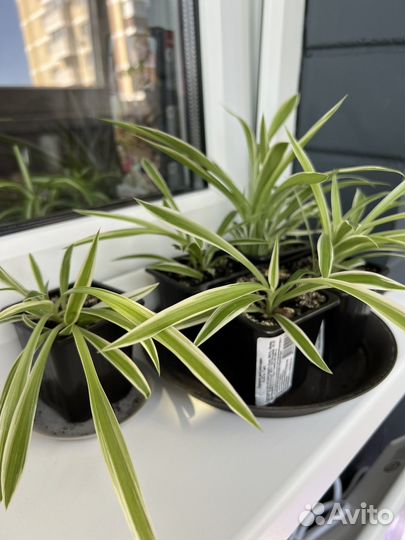 Хлорофитум