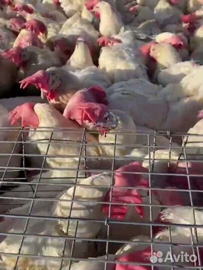 Курицы несушки