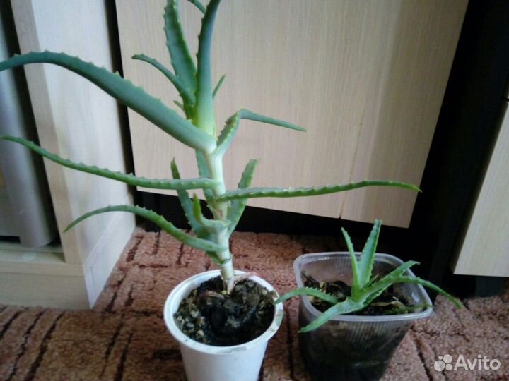 Цветы комнатные