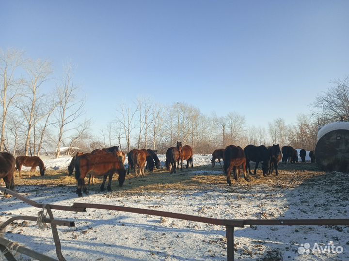 Кобыла жеребая