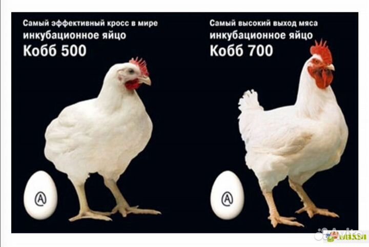 Цыплята бройлер