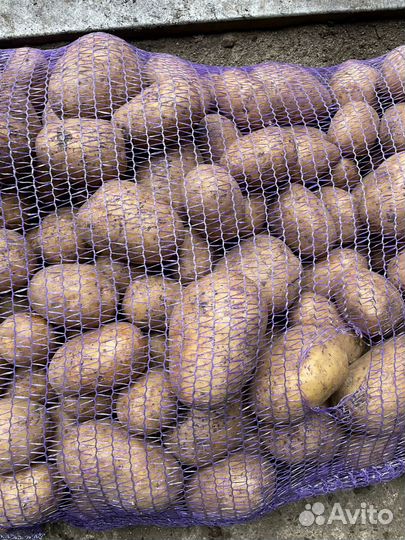 Картошка продажа