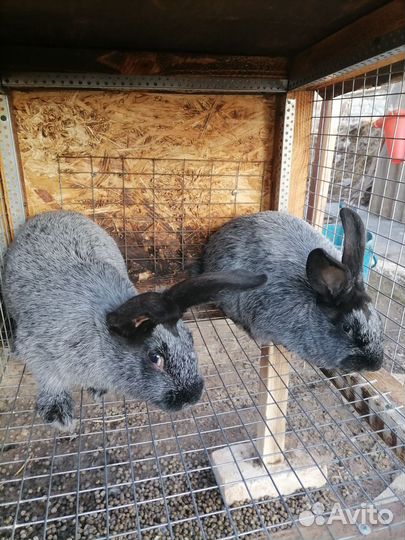 Кролик породы полтавское серебро