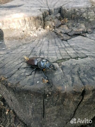 Походы на байдарках