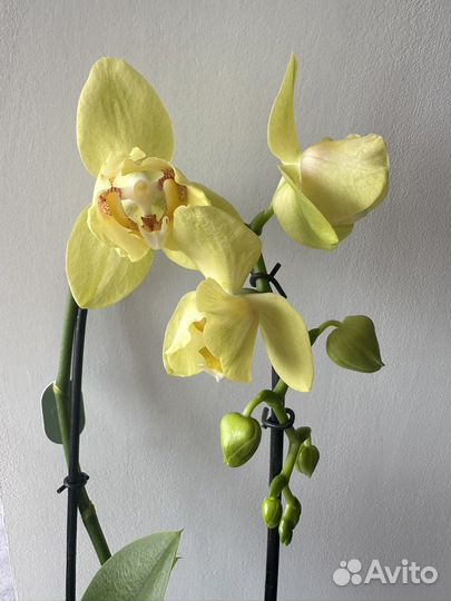 Орхидея бабочка