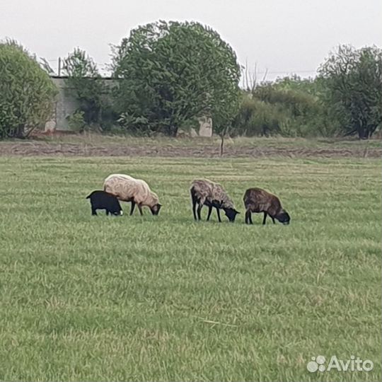 Овцы бараны