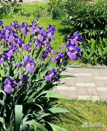Ирисы