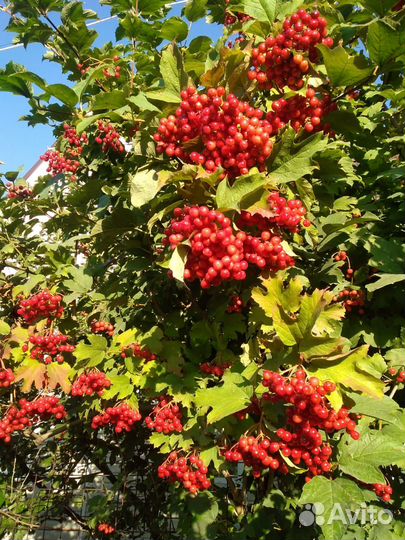 Саженцы малины, ежевика, и ягодных кустарников