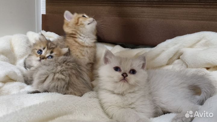 Британские котята, драгоценных окрасов