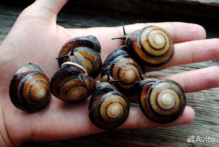 Улитки Caracolus Pleurodonte