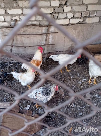 Молодые петушки