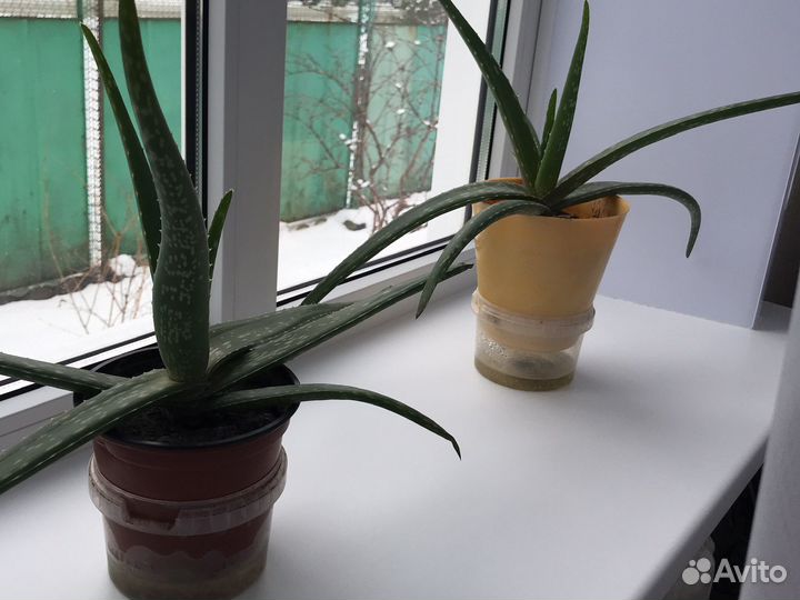 Алоэ лечебный