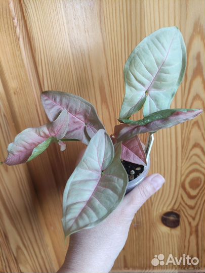 Набор из 10 цветочков