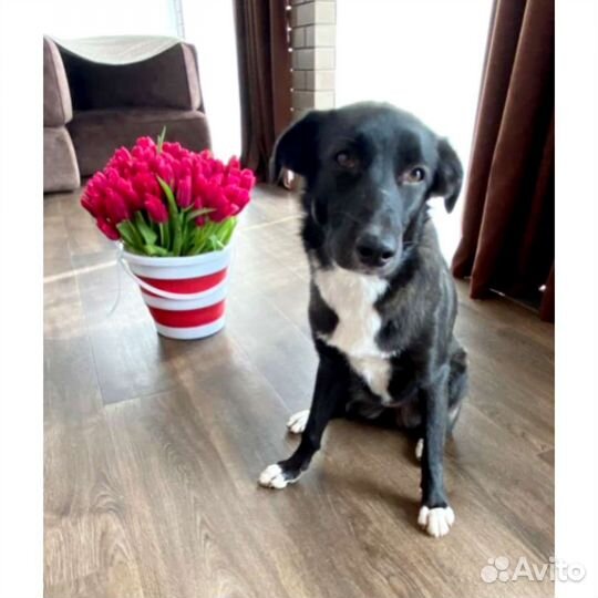 Собака стерильная привитая