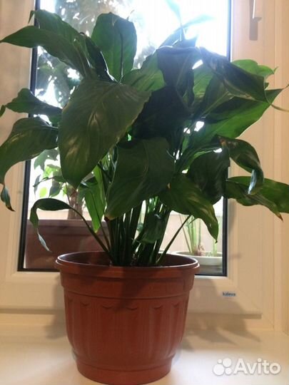 Спатифиллум