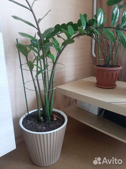 Замиокулькас