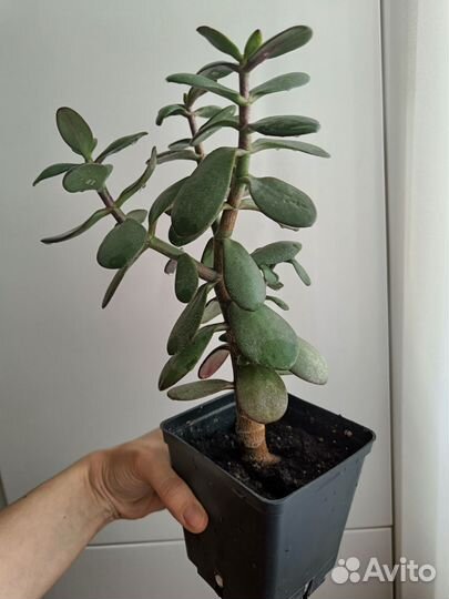 Толстянка денежное дерево
