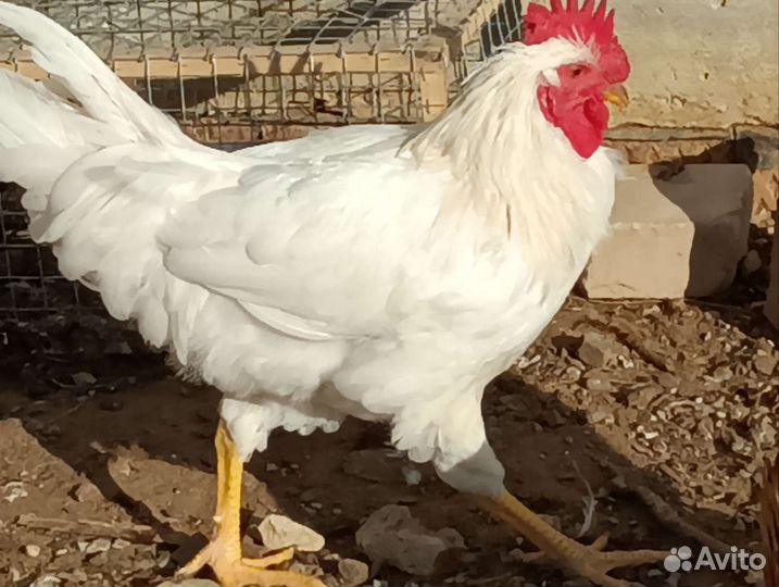 Петушки. Цыплята