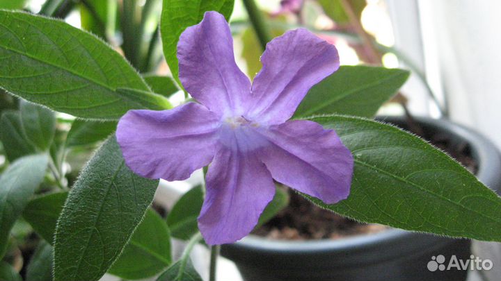 Обмен 4 любых моих на 1 ваш отросток бегонии