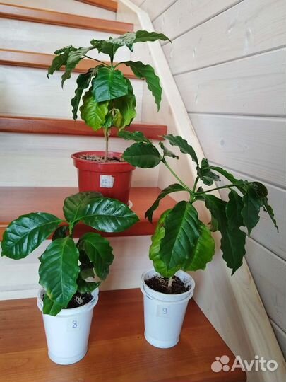 Банан комнатный тропикана