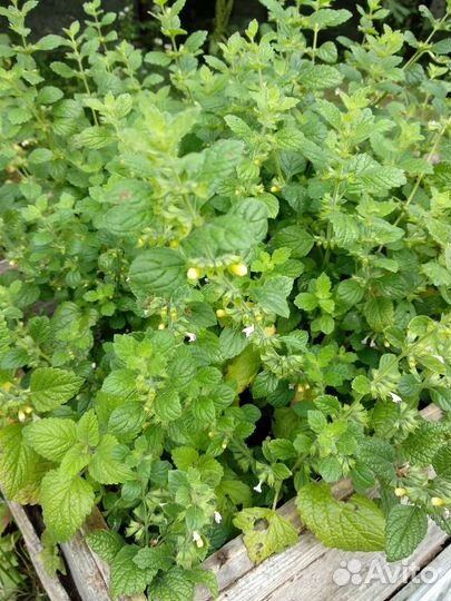 Мелисса лимонная