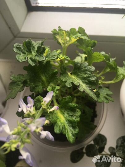 Колеусы вегетативные