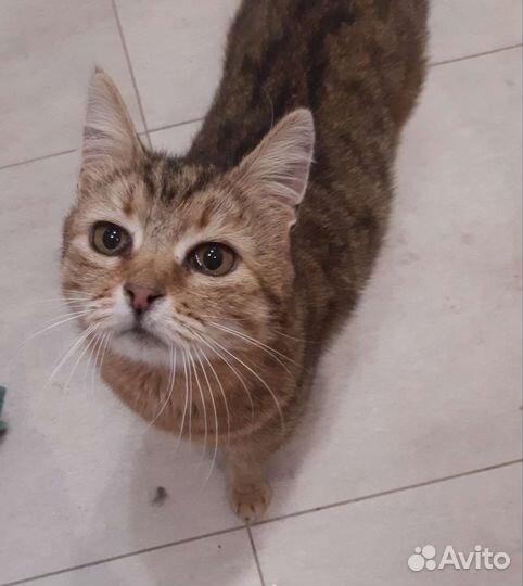 SOS У кошки одна ночь на поиск дома