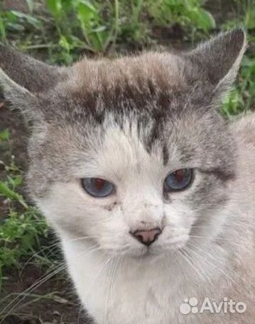 Голубоглазый Мурчик осиротел/выкинули ещё18котов