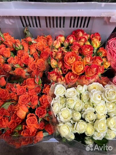 Доставка цветов / Цветы / розы