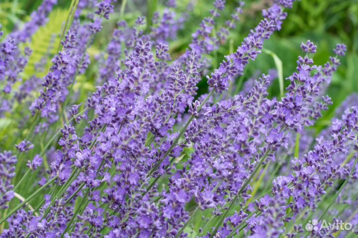 Лаванда