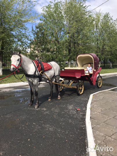 Заказ пони на праздник и в садик