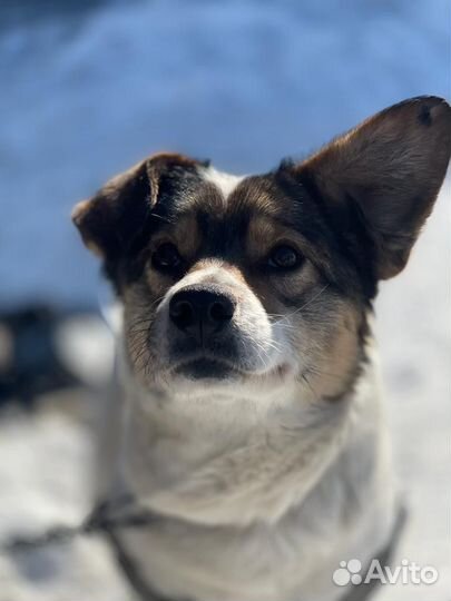 Найдена собака