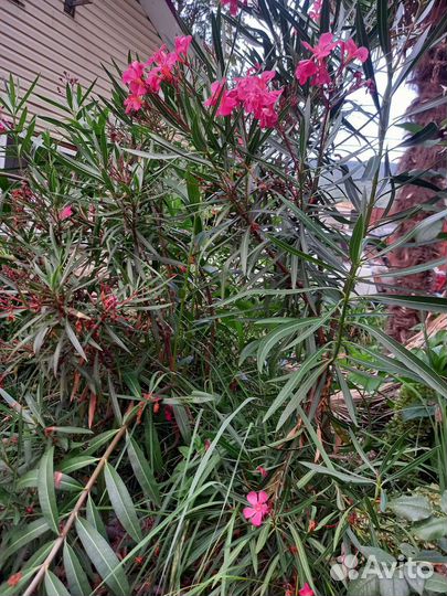 Алеандр большой куст