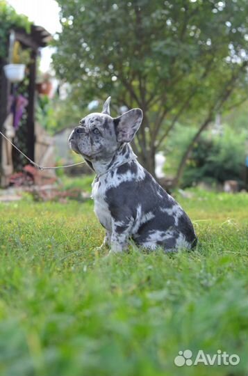 Французский бульдог щенки мерле