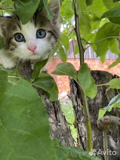 Котёнок 1,5 месяца