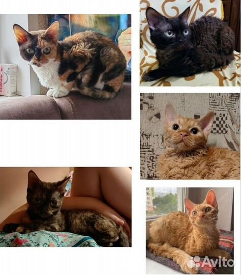 Девон-рекс взрослые