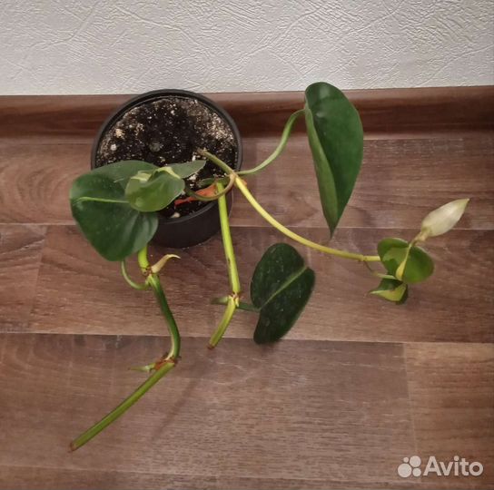 Филодендрон бразил