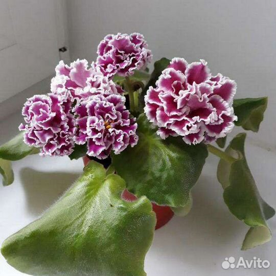 Фиалка, детки.(список 2)