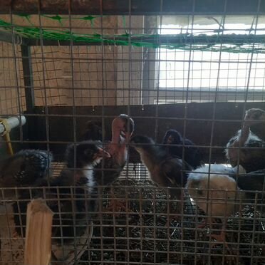 Куры цыплята