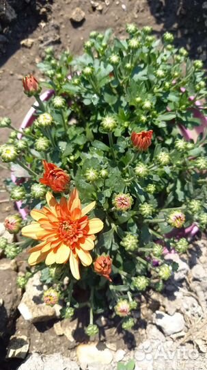 Хризантемы мультифлора