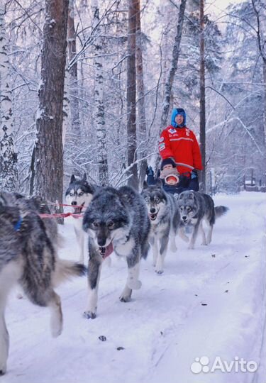 Катание на собачьих упряжках