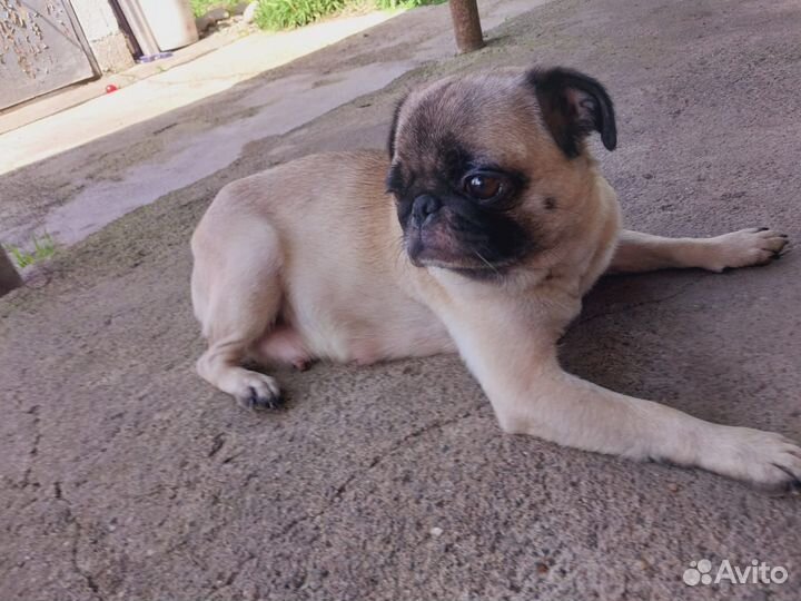 Щенки мопса