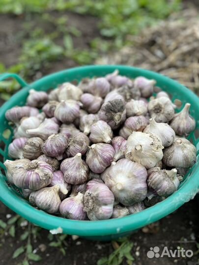 Продам чеснок