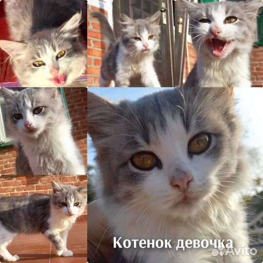Котенок