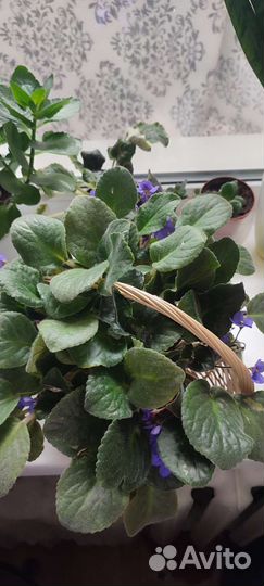 Листики фиалки