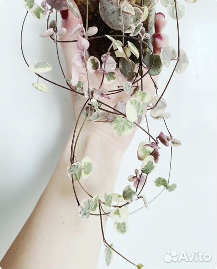 Церопегия вуда вариегатная