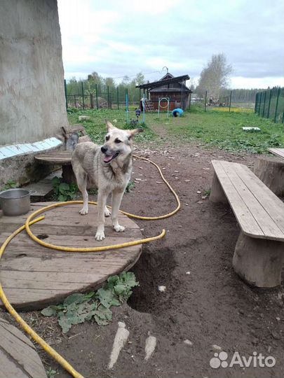 Собака в добрые руки