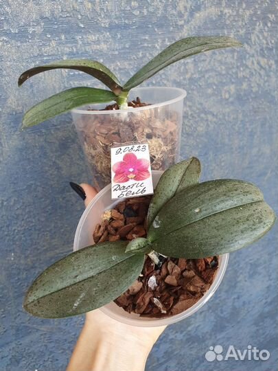 Ароматные цветущие орхидеи фаленопсис